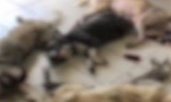 Kemalpaşa Belediyesi Armutlu Hayvan Barınağı’ndan sızan görüntüler şoke etti! Onlarca köpek katledilmiş...