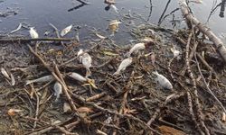 Gölcük Gölü'ndeki Balık Ölümleri: Vatandaşların Tedirgin!