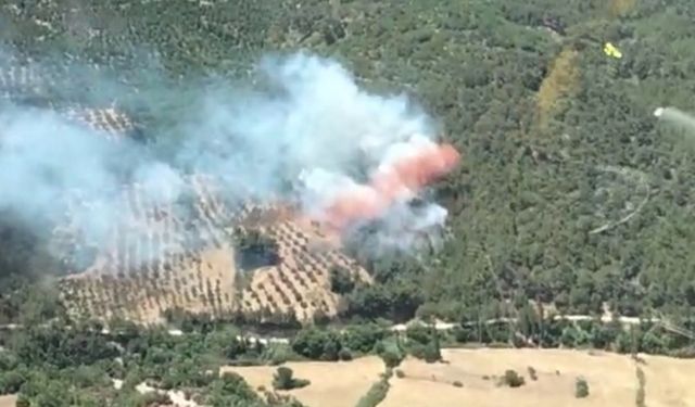 Bergama'da orman yangını: Bir mahalle tahliye edildi
