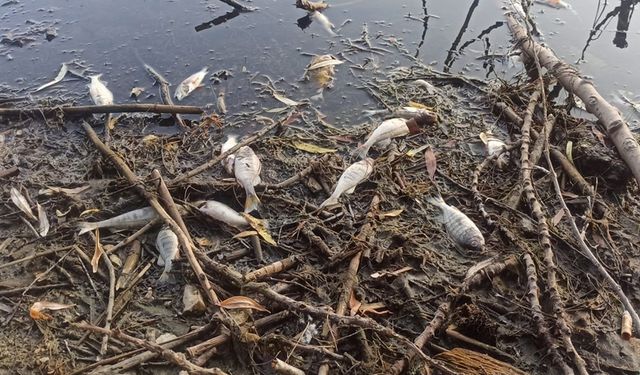 Gölcük Gölü'ndeki Balık Ölümleri: Vatandaşların Tedirgin!