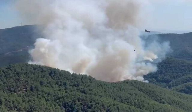 Bergama'daki Orman Yangını: Müdahale Sürüyor