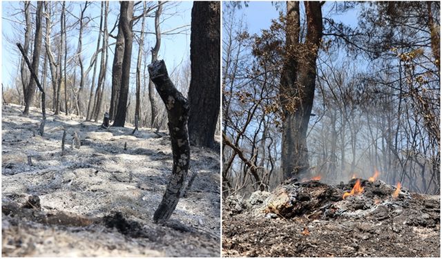 22 Saatlik Mücadeleyle Söndürülen Orman Yangını Yürekleri Yaktı
