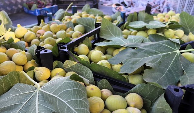 Tadı Damaklarda: Sıcaklar İnciri Erken Verdi Ama Rekolte Düşük