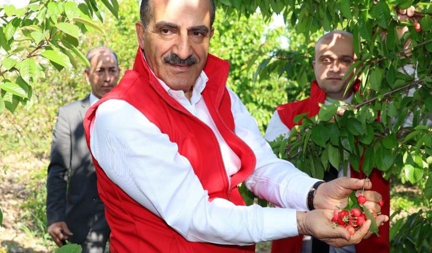 İzmir'de hasadı başladı... Yurt dışından 250 milyon dolar gelir elde edilmesi bekleniyor
